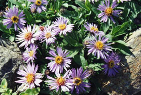 Aster sibiricus